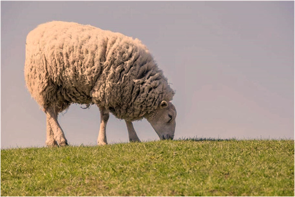 夢見去舅家喬遷之喜是什麼預兆？_周公解夢官網