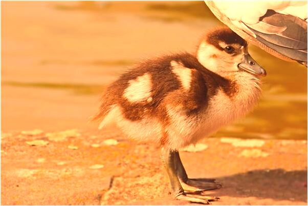 夢到了老婆改嫁了是什麼意思？_周公解夢官網