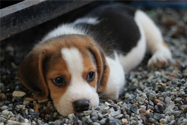 夢見狗死_周公解夢