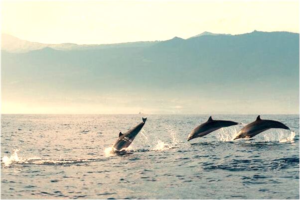 夢到兩條大白蛇一條要咬我有什麼說法_周公解夢官網