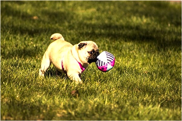 夢見自己有鳳凰胎記是什麼啟示_周公解夢官網