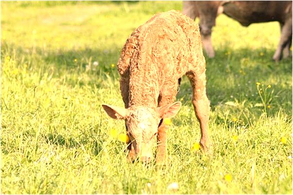 夢見抽菸被逮到了是怎么回事_周公解夢官網