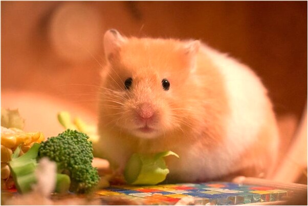 夢到水水草魚吃魚男相老婆婆有什麼徵兆_周公解夢官網