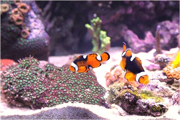 夢到了去世的奶奶拿瓶酒給我喝好不好_周公解夢官網