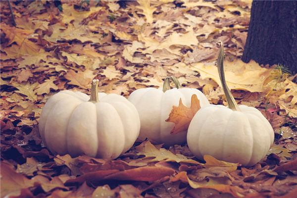 夢到種南瓜預示著什麼_周公解夢