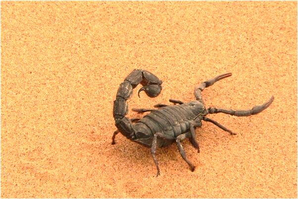 夢到了男朋友和別的女人是什麼預兆？_周公解夢官網