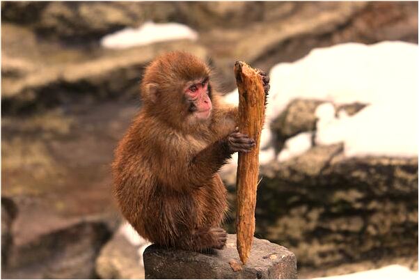 夢到丟的東西失而復得會是什麼預兆_周公解夢官網