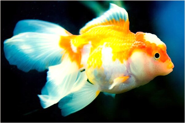 夢見沒食油啥意思_周公解夢官網