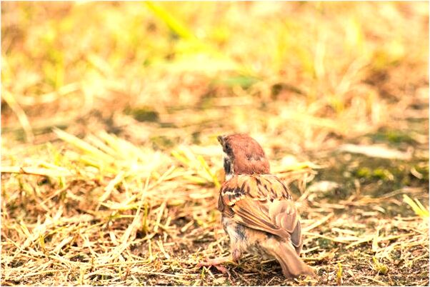 夢見小時玩伴魯軍意味著什麼_周公解夢官網