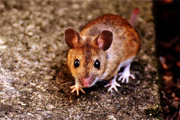 96年9月出生屬鼠的財運如何_十二生肖