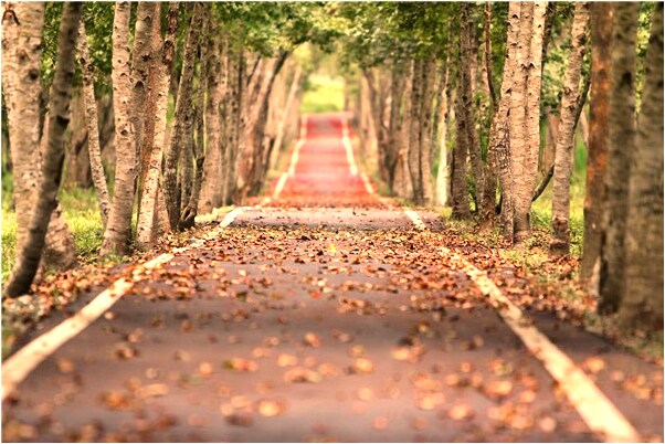 夢見神像前樹斷了會是什麼預兆_周公解夢官網