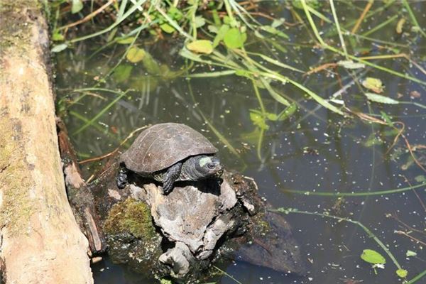 夢見甲魚是什麼意思_周公解夢