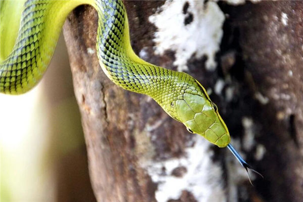 夢見竹葉青蛇什麼意思_周公解夢