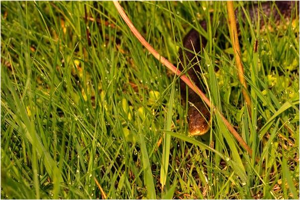 夢到在瓮里煮飯意味著什麼_周公解夢官網