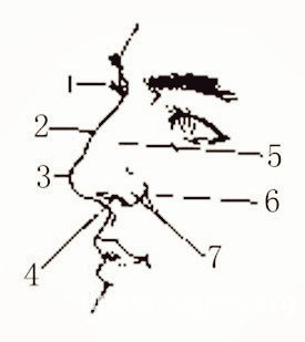 The structure of the nose