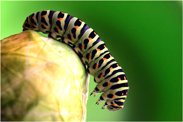 夢見被同學孤立會是什麼預兆_周公解夢官網