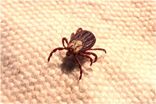 夢到我欺負我奶奶代表著什麼_周公解夢官網