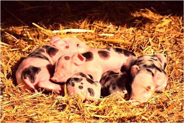 夢到了看見別人家在辦喪禮有什麼說法_周公解夢官網