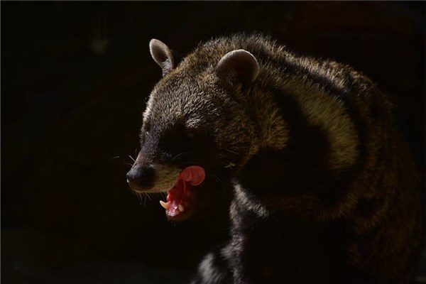 夢到了果子狸有什麼預兆_周公解夢