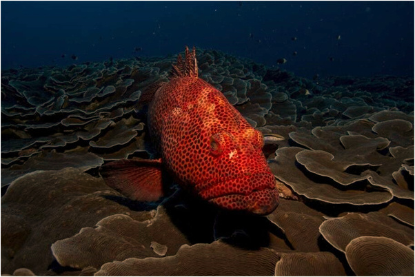 夢到頭到底昏迷意味著什麼_周公解夢官網