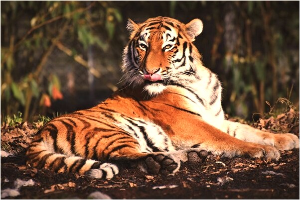 夢到了本科畢業證是什麼徵兆_周公解夢官網