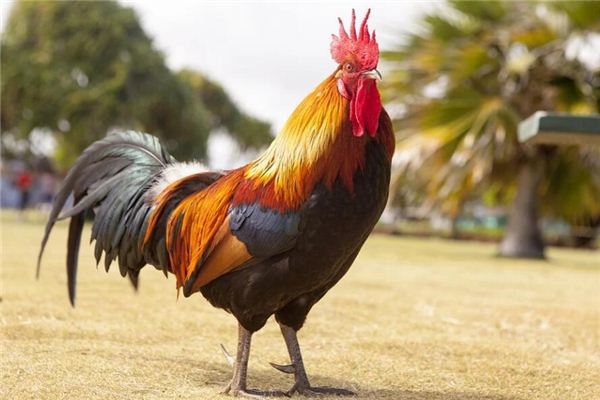 2005年生肖雞什麼性格_十二生肖