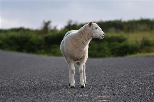 1967年5月出生屬羊的人好不好_十二生肖