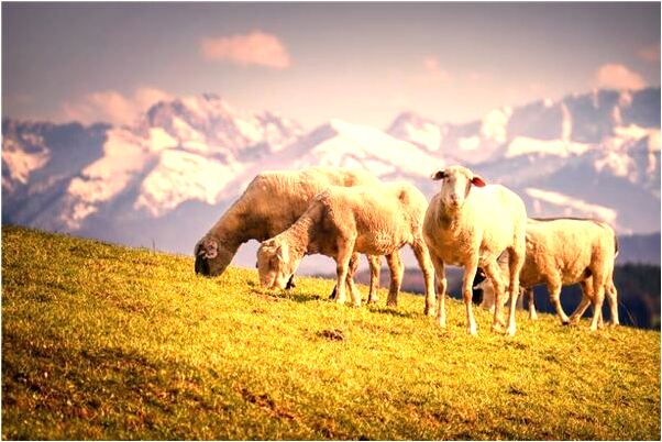 夢到女人表姐的女兒有什麼意思嗎_周公解夢官網