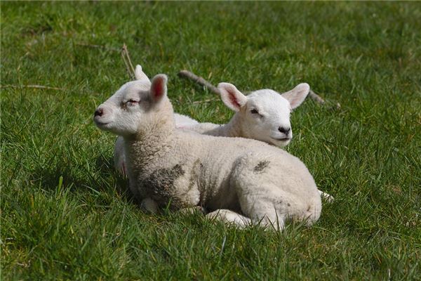 1979年屬什麼生肖_十二生肖