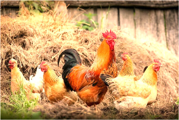 夢到給羊擠奶意味什麼_周公解夢官網