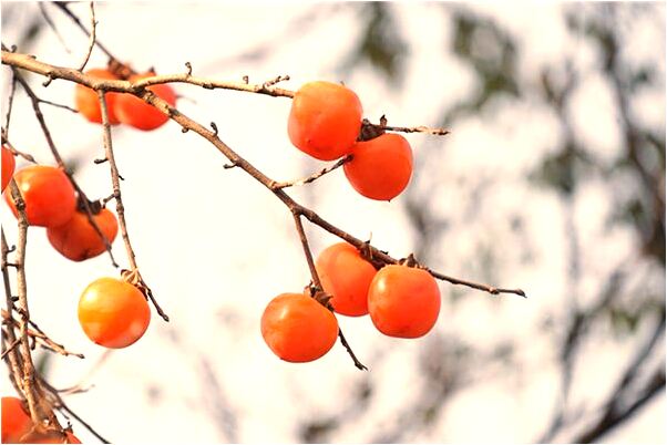 夢見被人上門討債有什麼寓意嗎？_周公解夢官網