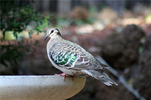 夢見青鳥意味著什麼_周公解夢