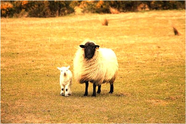 夢見房頂上有大白菜是好的徵兆嗎_周公解夢官網