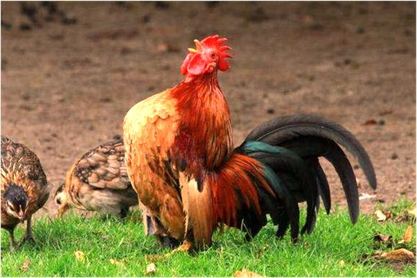 夢到自己挖冬筍會是什麼預兆_周公解夢官網