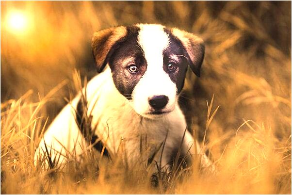 夢見漲洪水把房子淹沒了有什麼意思嗎_周公解夢官網