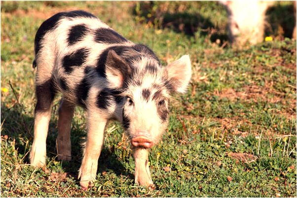 夢見芙蓉樹開花是啥意思_周公解夢官網