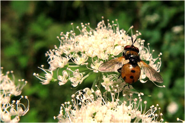 夢到大水湧進預示了什麼_周公解夢官網