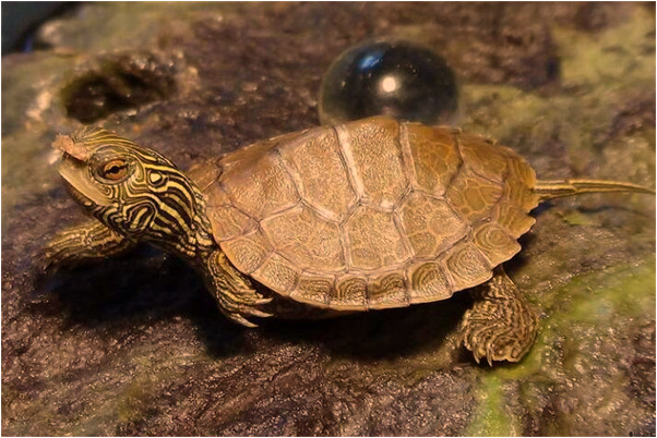 夢到了我給趙媛閒趣餅乾意味著什麼_周公解夢官網