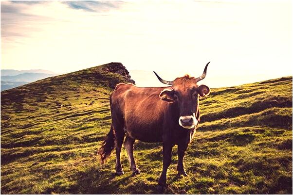 夢到欠債的人有什麼說法_周公解夢官網