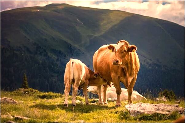 夢到很多死掉的小鹿是凶兆還是吉兆_周公解夢官網
