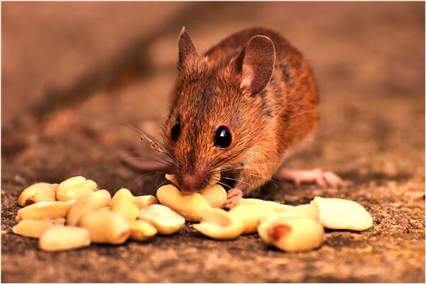 夢到螺絲釘是什麼啟示_周公解夢官網