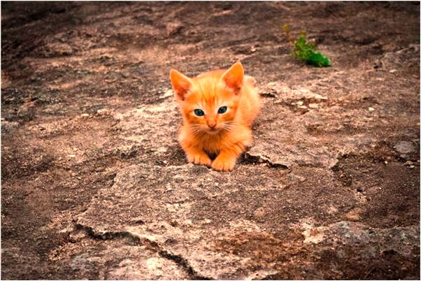 夢到了大貓守護著小貓意味著什麼_周公解夢官網