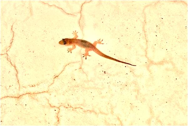 夢見四周有許多河水是凶兆還是吉兆_周公解夢官網