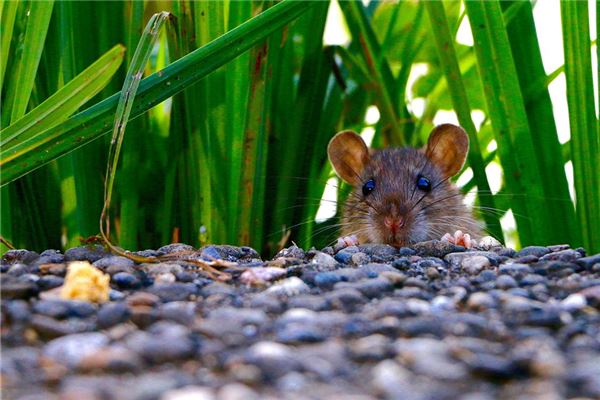 夢見黑老鼠_周公解夢