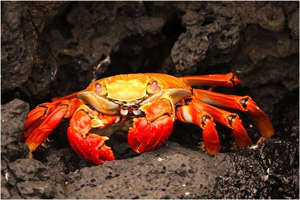 夢見我和我男朋友結婚有什麼預示嗎_周公解夢官網