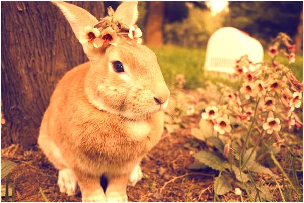 夢到幫助他人殺死蛇是什麼意思_周公解夢官網