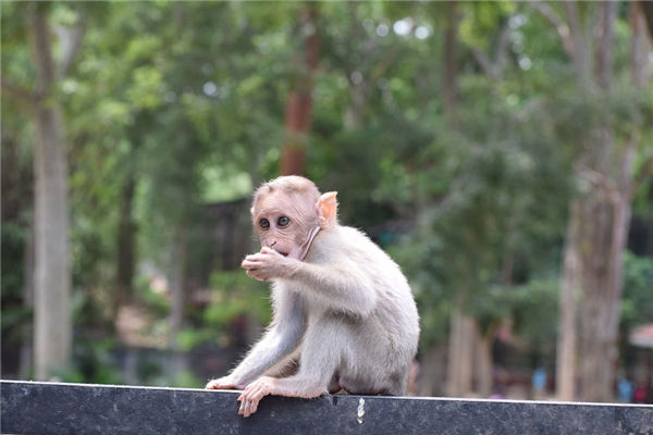 1956年是屬什麼屬相_十二生肖