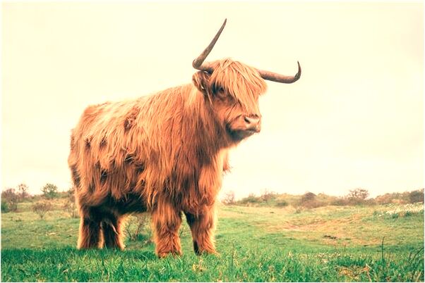 夢到大蛇洗澡又變成男人是什麼預兆_周公解夢官網