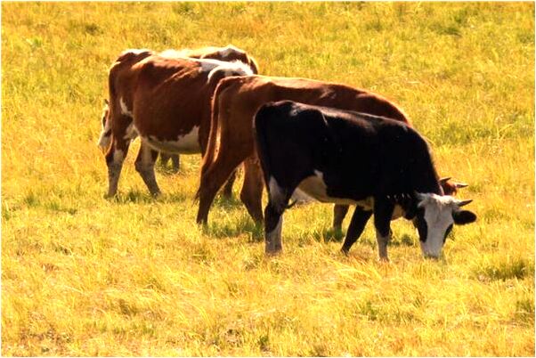 夢到媽媽買黃金首飾是凶兆還是吉兆_周公解夢官網