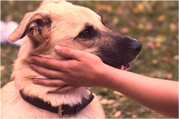 夢見摘了很多水果蔬菜預兆了什麼嗎_周公解夢官網